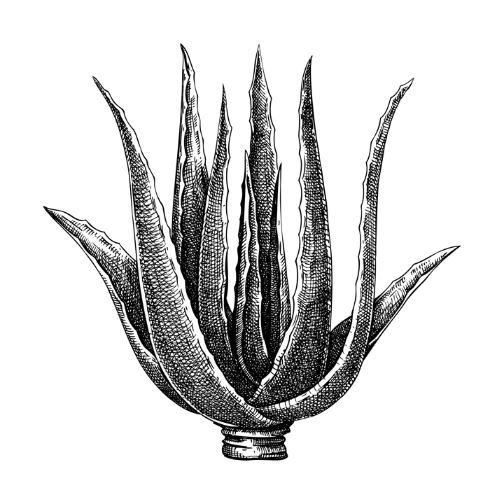 Aloe vera sketch. Apothecary plant drawing. Herbal remedies, medicinal plant, natural medicine hand-drawn vector illustration. NOT AI genereted